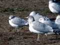 Common Mew Seagull