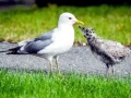 Common Mew Seagull