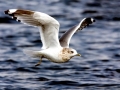 Common Mew Seagull