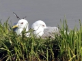 Common Mew Seagull