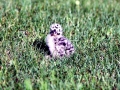 Common Mew Seagull