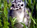 Common Mew Seagull