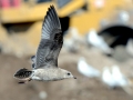 Common Mew Seagull