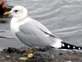 Common Mew Seagull
