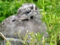 Common Mew Seagull