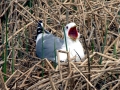 Common Mew Seagull