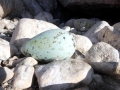 Common Murre