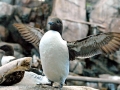 Common Murre