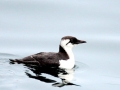 Common Murre