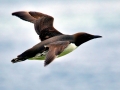 Common Murre