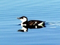 Common Murre
