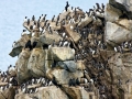Common Murre