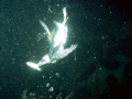 Common Murre
