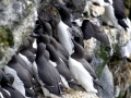 Common Murre