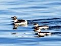 Common Murre