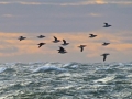 Common Murre
