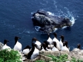 Common Murre