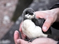 Common Murre