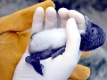 Common Murre