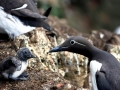 Common Murre