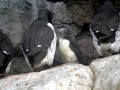 Common Murre