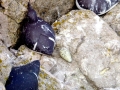 Common Murre