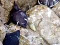 Common Murre