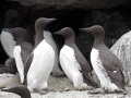 Common Murre