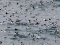Common Murre