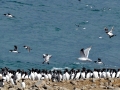 Common Murre