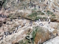 Common Murre
