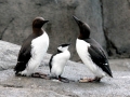 Common Murre