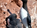 Common Murre