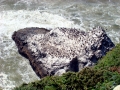 Common Murre