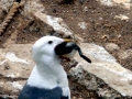 Common Murre
