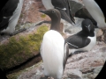 Common Murre