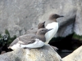 Common Murre