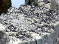 Common Murre