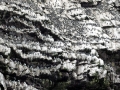 Common Murre