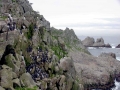 Common Murre