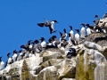 Common Murre