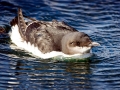 Common Murre