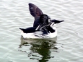 Common Murre