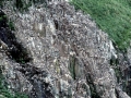 Common Murre