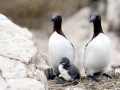 Common Murre