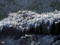 Common Murre