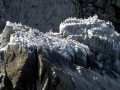 Common Murre