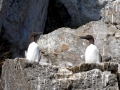 Common Murre