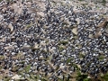 Common Murre
