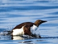 Common Murre